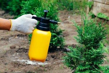 Frasco de pulverizador de jardim na mão feminina polvilha árvore de thuja. Conceito de proteção contra insetos.