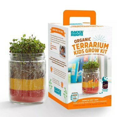 Takaisin Roots Organic Terrarium Kids' Grow Kit -sarjaan