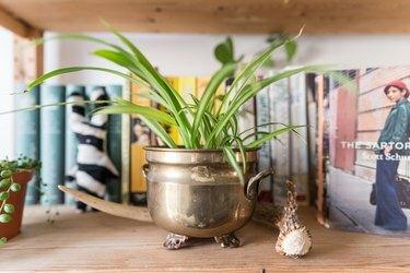 Planta aranha em recipiente de metal
