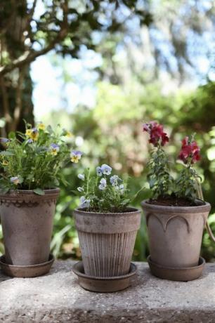 Tre grå potter med spiselige blomster på en hagebenk i stein