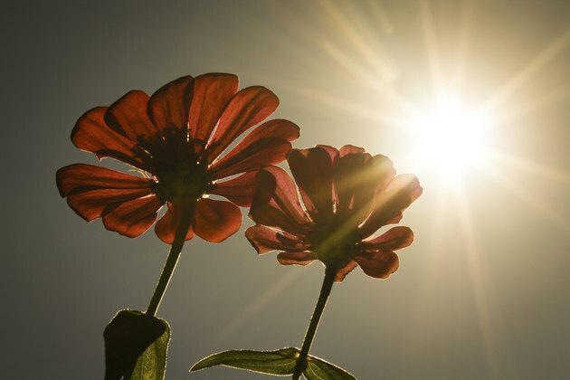 Flori de soare strălucitoare