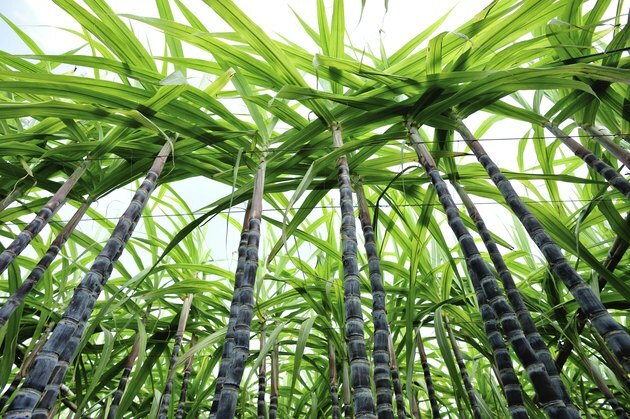 плантация сахарного тростника