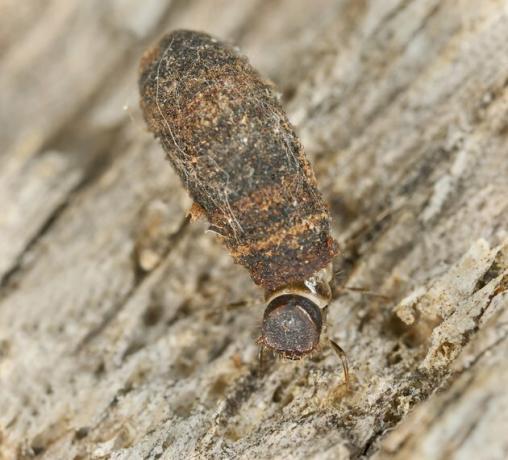 Larva de la polilla del gusano de bolsa, Psychidae en madera