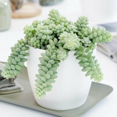 Planta da cauda do burro