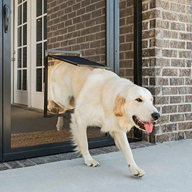 Un câine care iese pe o ușă cu ecran
