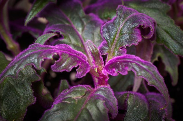 Фиолетовая страсть - Gynura aurantiaca