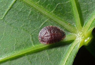 Foto macro de inseto escama - Coccidae na folha verde