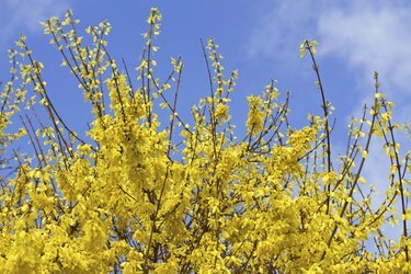 Forsythia înflorită