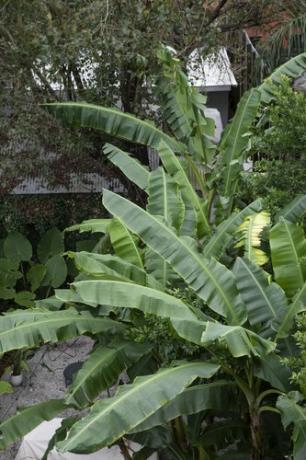 Palme e vegetazione fuori di The Louie a New Orleans