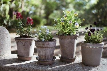 Fire grå potter med spiselige blomster på en hagebenk i stein