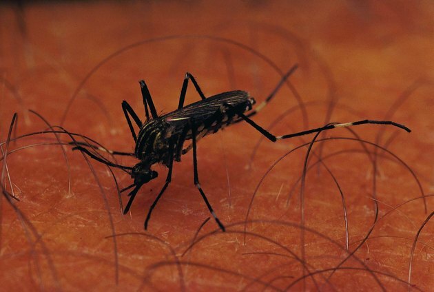 Aedes-lajit, Etelä-Afrikka
