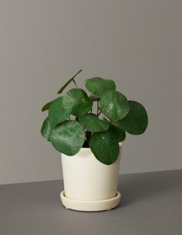 planta falsa em plantador de creme