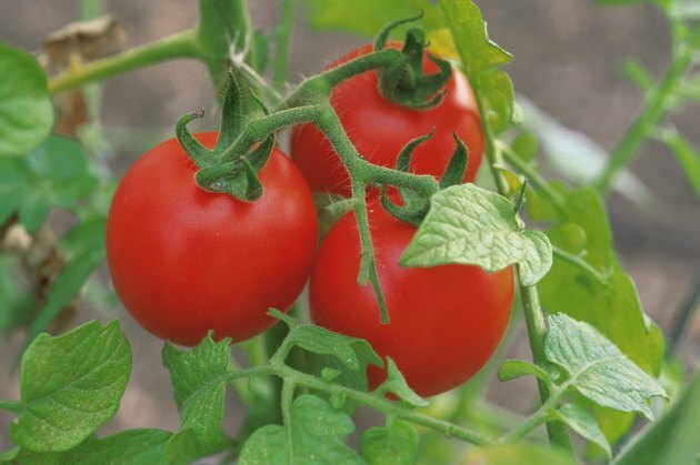 Tomaten am Rebstock