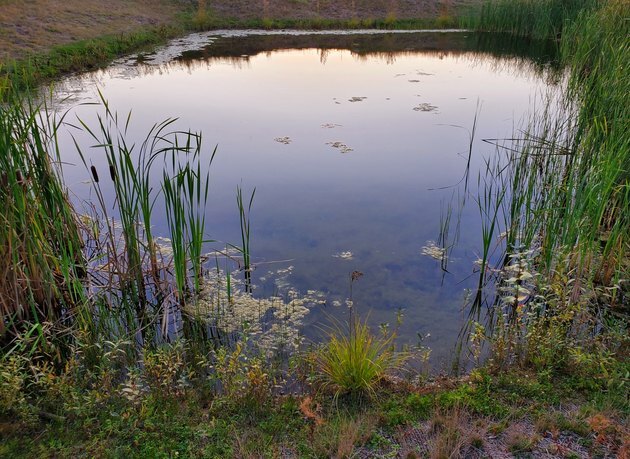 Ramiojo vandenyno šiaurės vakarų pelkės