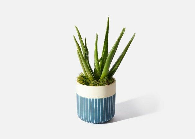 Rastlina Aloe Vera