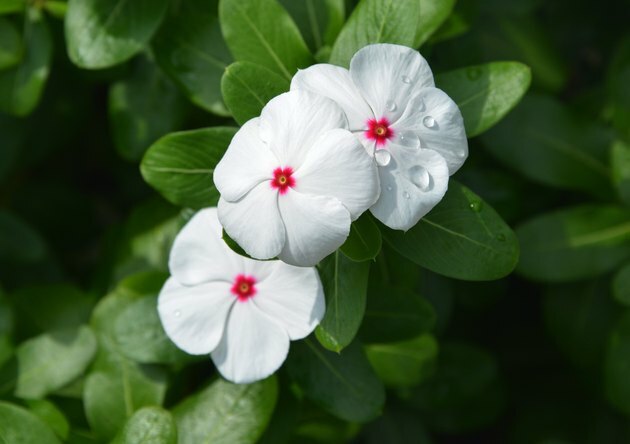 Närbild av den vita blommande växten