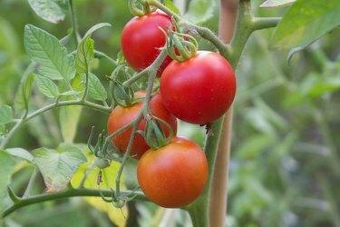 Iš arti raudonų pomidorų, augančių ant medžio