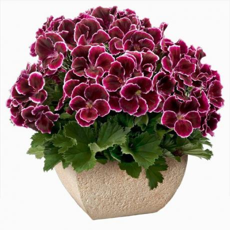 Pelargonium / Geranium plant in pot