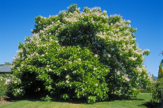 Catalpa bignonioides (индийское бобовое дерево), зрелое дерево в парковой зоне