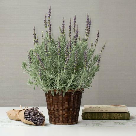 'Goodwin Creed Grey' lavendelplant in rieten mand