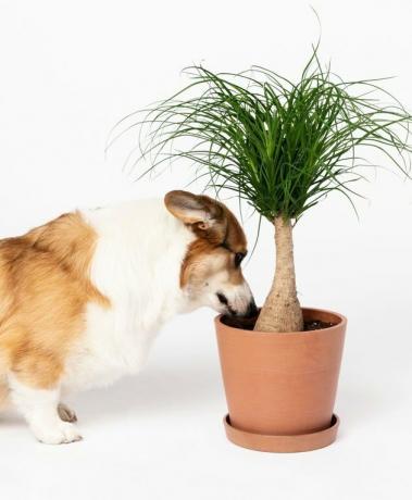 planten voor elke dierenriem