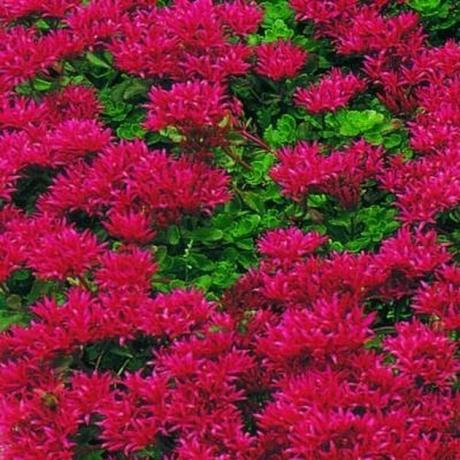 Mancha de flores sedum de sangue de dragão