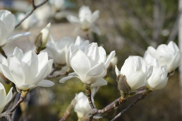 frumoasă floare albă de magnolie cu miros proaspăt
