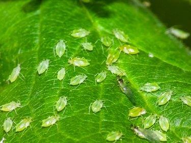 Afidi della mosca verde su foglia