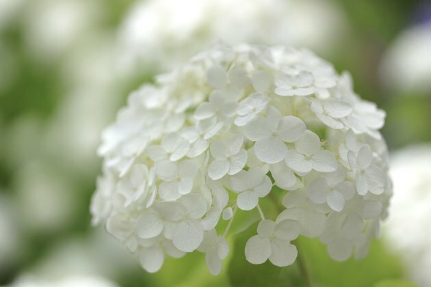 Weiße Hortensienblumen