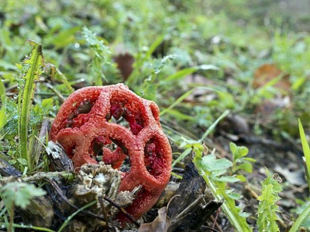 Fungo de Clathrus ruber