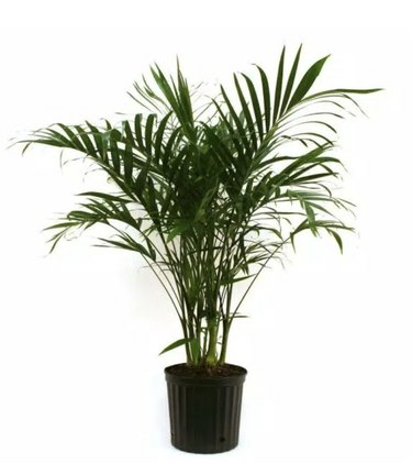 Plantas Home Depot