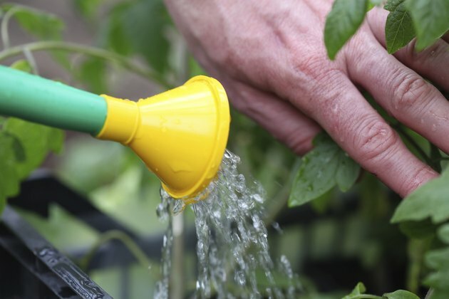 Tomatenzaailingen water geven