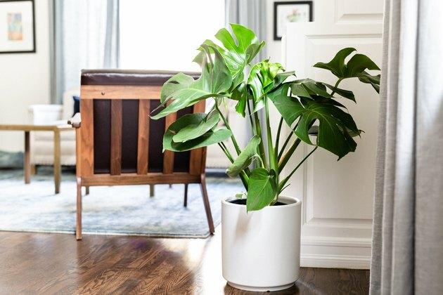 Planta Monstera Deliciosa