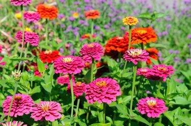Bunt blühende Zinnie blüht im Garten. Sommer milti farbiger Hintergrund. Sonniges Wetter. Anordnung von Blumen. Blumenzucht.