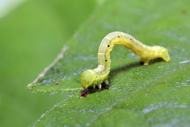 Inchworm går på blad