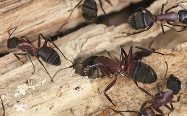 Formigas carpinteiras, Camponotus herculeanus