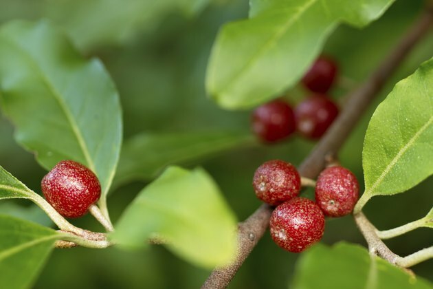 Зрели есенни маслинови плодове (Elaeagnus Umbellata)