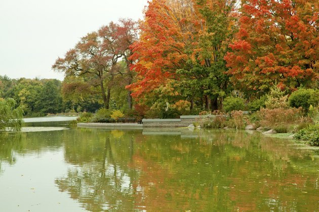 Отражение на дърво през есента