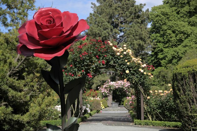 Jardín de rosas en los jardines botánicos