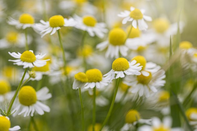 Schöner Kamillenblumenhintergrund