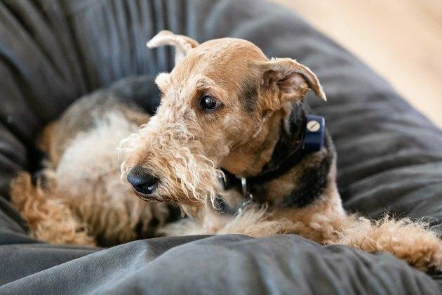 Cão Airedale Terrier em um pufe