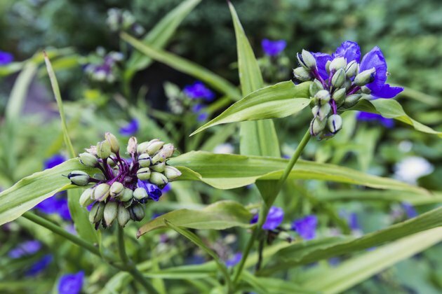 Nærbilde av en blå spirende Spiderwort-plante
