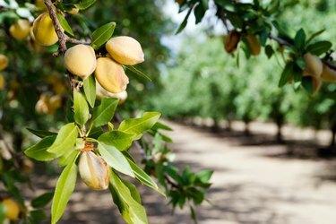 Mantelipähkinät kasvavat puulla maatilalla Kaliforniassa