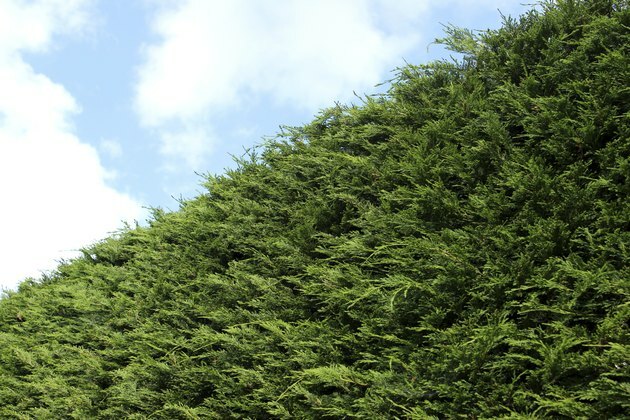 Imagem de cipreste alto de Leyland / Cupressus Leylandii hedge in garden