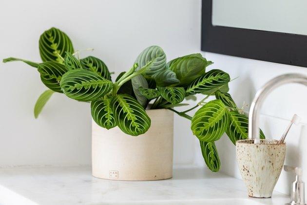 Maldos augalas grietinėlės spalvos plantatoriuje