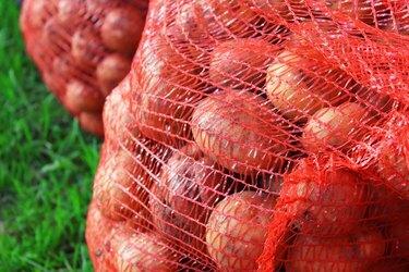 Svježi krumpir u mrežastim vrećicama. Berba na farmi. Ekološki prihvatljiv proizvod bez GMO-a. Zatvori. Pozadina.