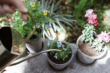 Vanning av spiselige blomster i potter