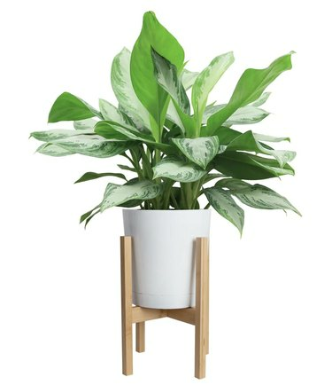 Chinese Evergreen valkoinen istutuskone puisilla tapin jaloilla