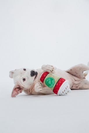 hond speelt met hondenspeelgoed in de vorm van een latte