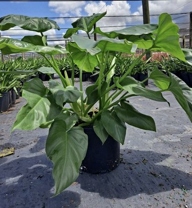 Philodendron Giganteum